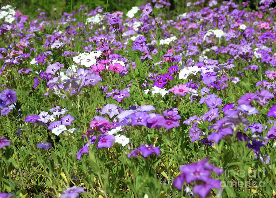 Many Colors Of The Phlox Photograph by D Hackett