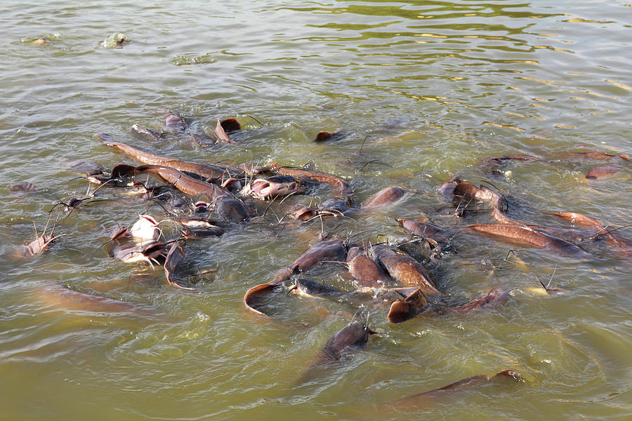 Many Fish Splashing In Lake Photograph by Mikhail Kokhanchikov
