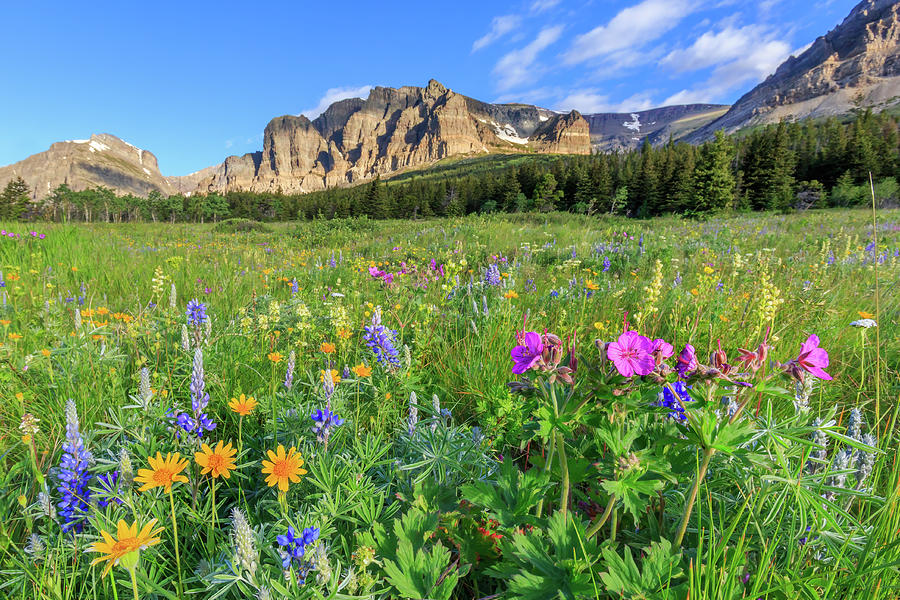 Many Glacier Wildflowers Photograph by Jack Bell