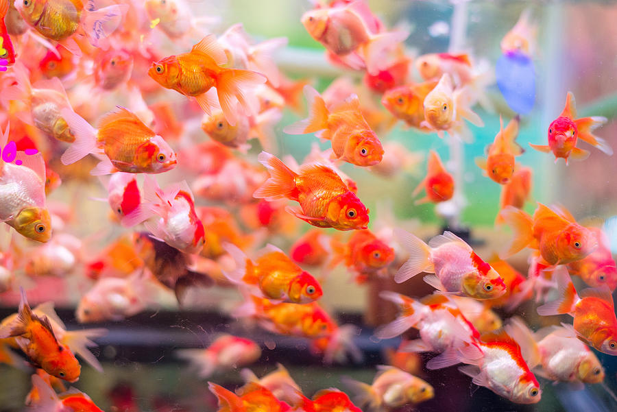 Many Gold Fish In Aquarium Photograph by Martinhosmart