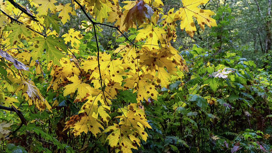 Many Leaves  Photograph by Bill Posner