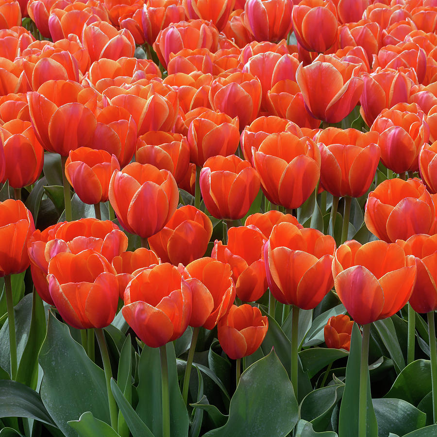 Many Orange Tulips Photograph by Maria Meester