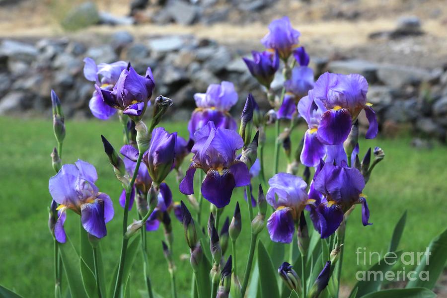 Many Purple Bearded Irises Photograph by Carol Groenen