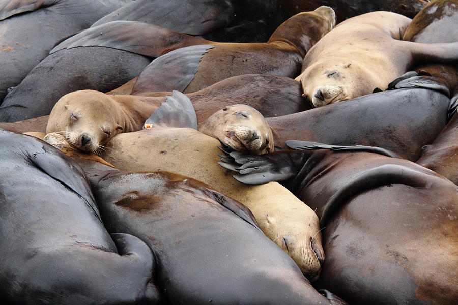 Many sea lions sunbathing Photograph by Rich Lewis