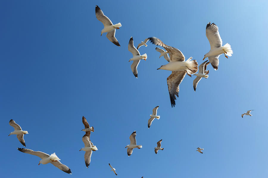 Many seagulls fly against the blue sky Photograph by Mikhail Kokhanchikov