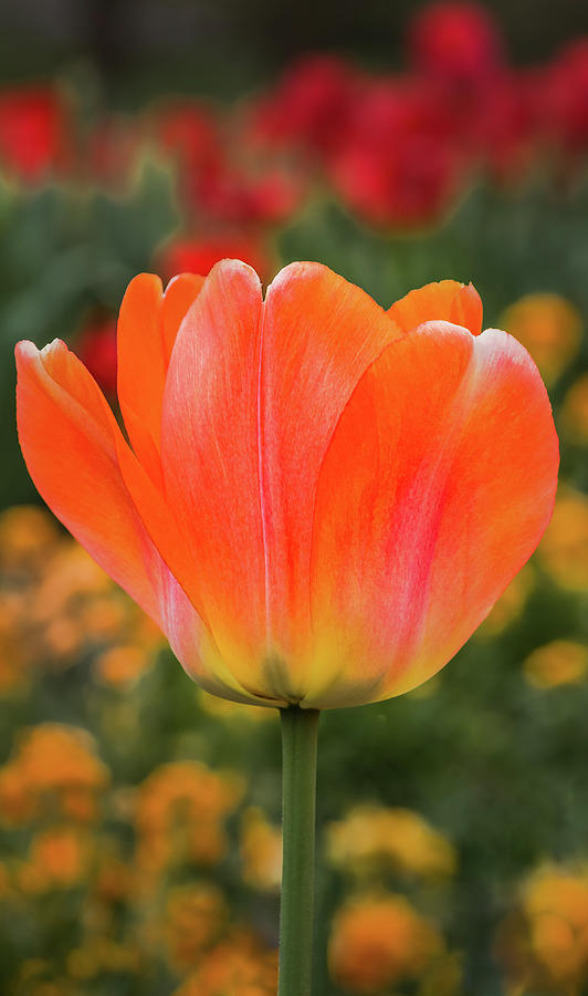 Many Shades Of Tulip Flower Photograph by Elvira Peretsman