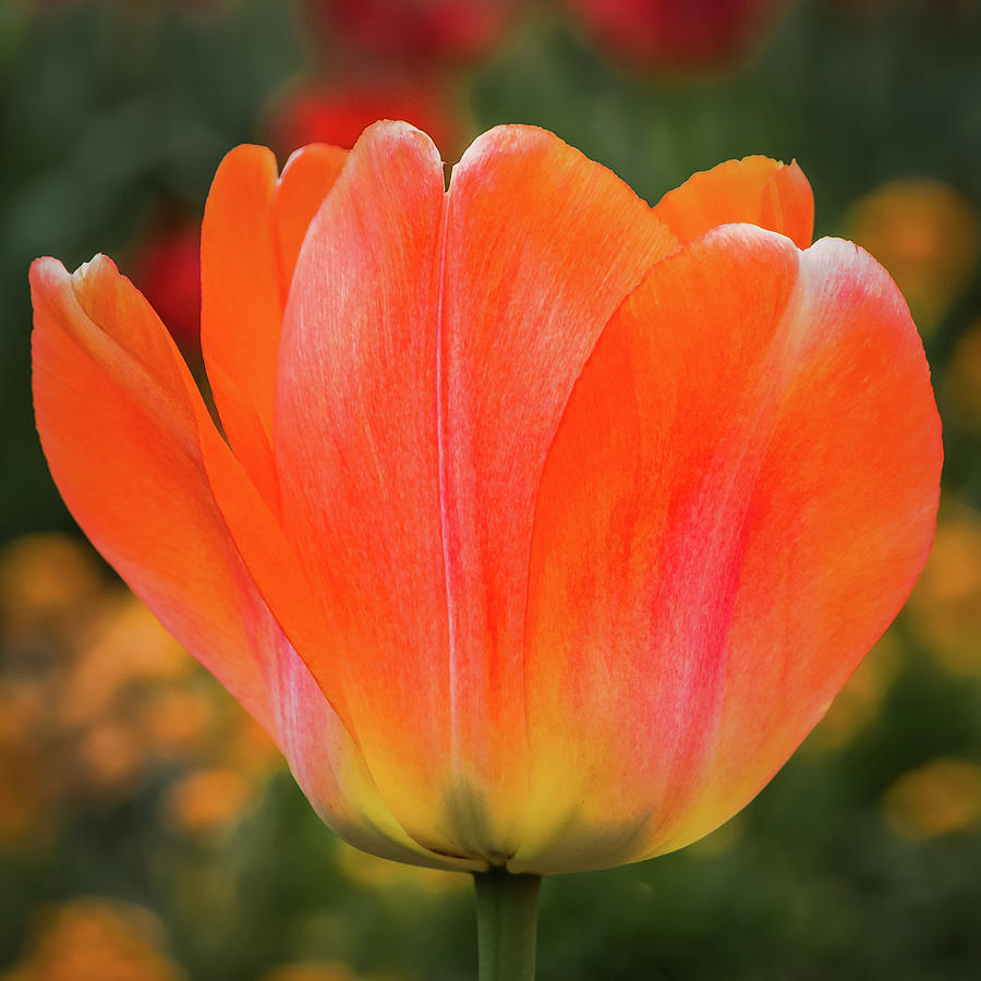 Many Shades Of Tulip Flower - Square Photograph by Elvira Peretsman