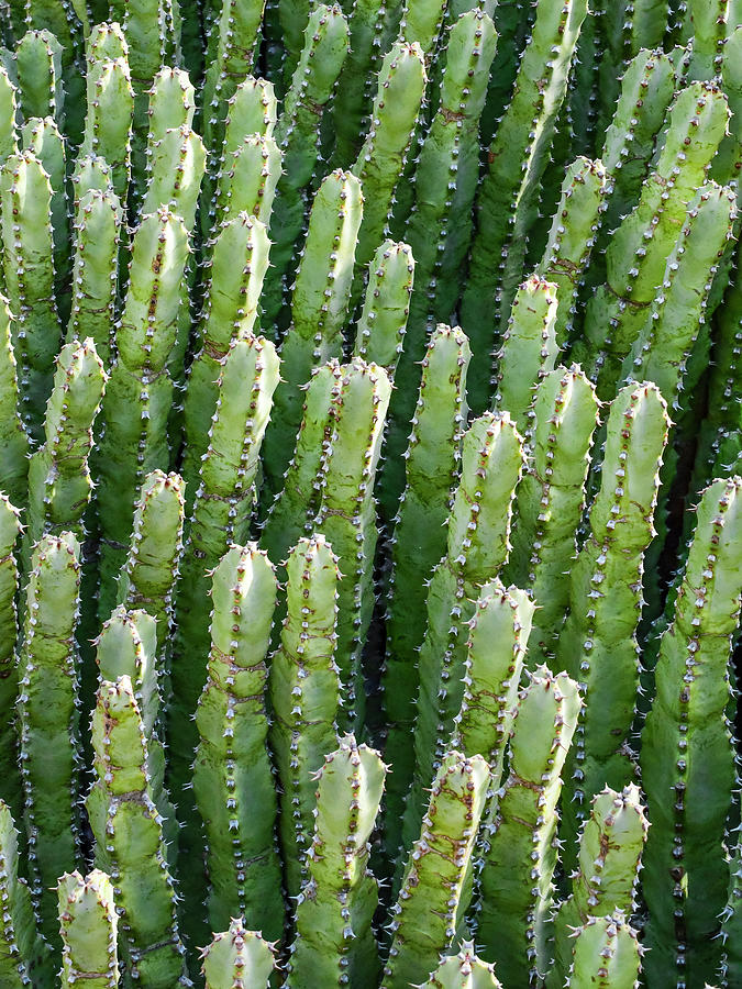 Moroccan Mound Cacti Photograph by Alan Steele | Fine Art America