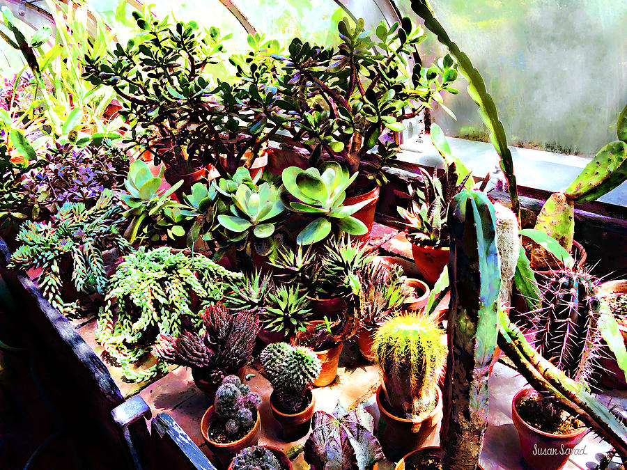 Many Varieties of Cactus Photograph by Susan Savad