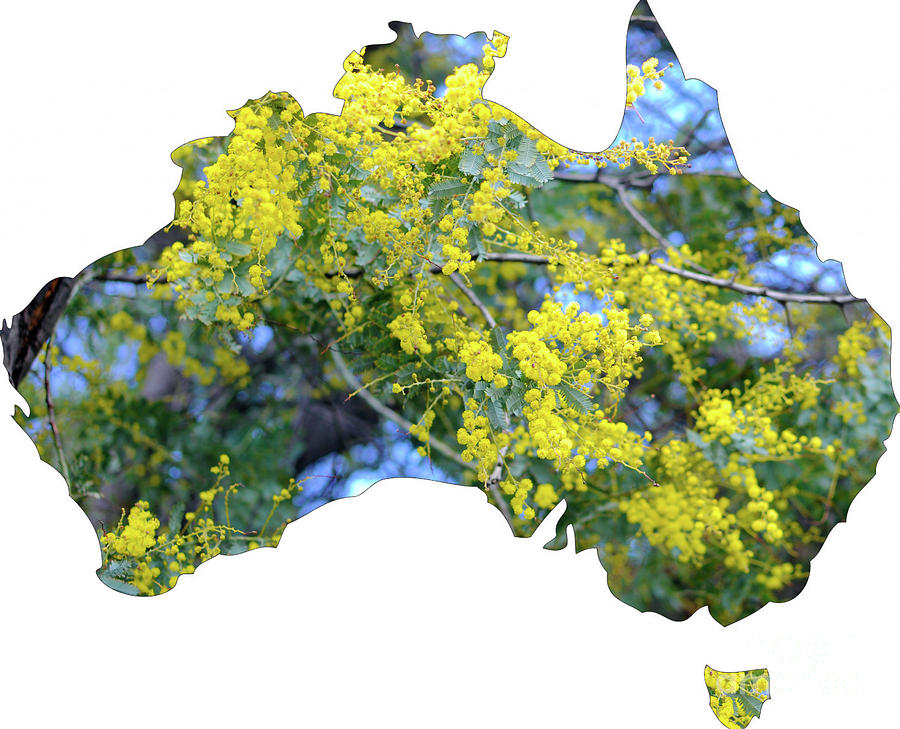 Map of Australia with wattle tree in flower Photograph by Milleflore Images