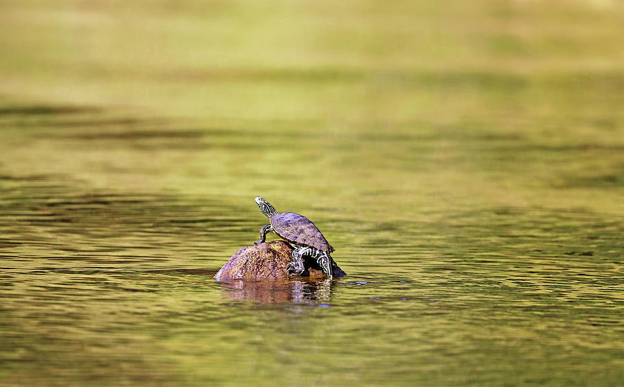 Map Turtle In Golden Light Photograph by Debbie Oppermann - Pixels