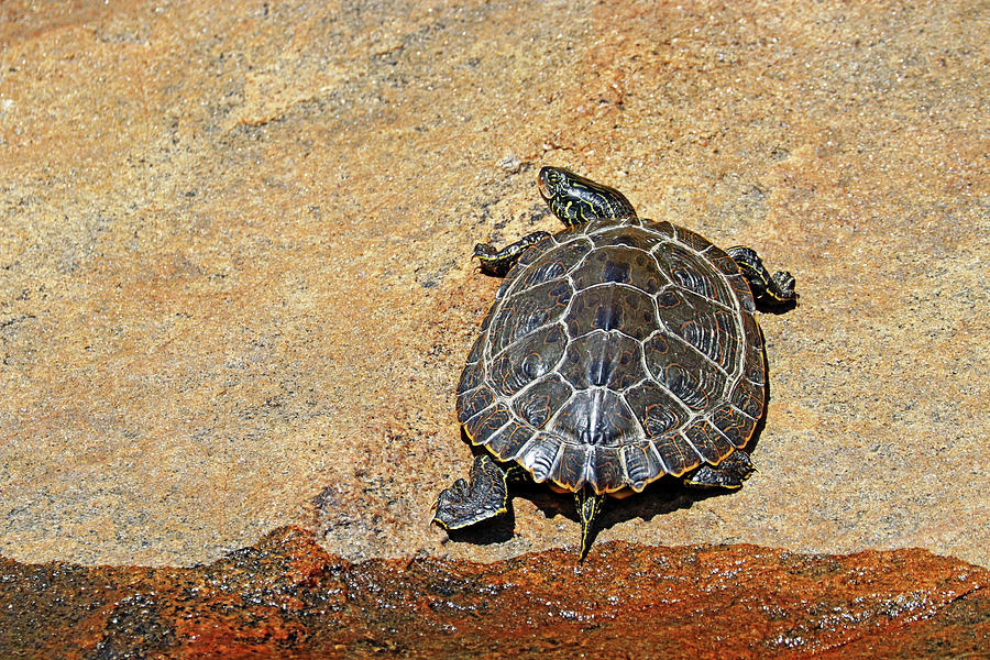 Map Turtle On The Rock Photograph by Debbie Oppermann