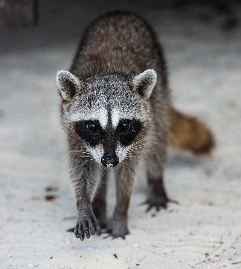 Mapache Approaching Photograph by Laura Cochran - Fine Art America