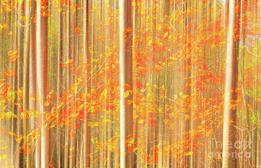 Maple and Birch Forest  Photograph by Charline Xia