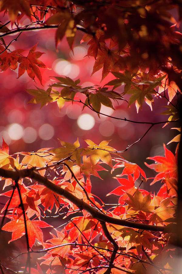 Maple and Bokeh Photograph by Mary Ann Artz