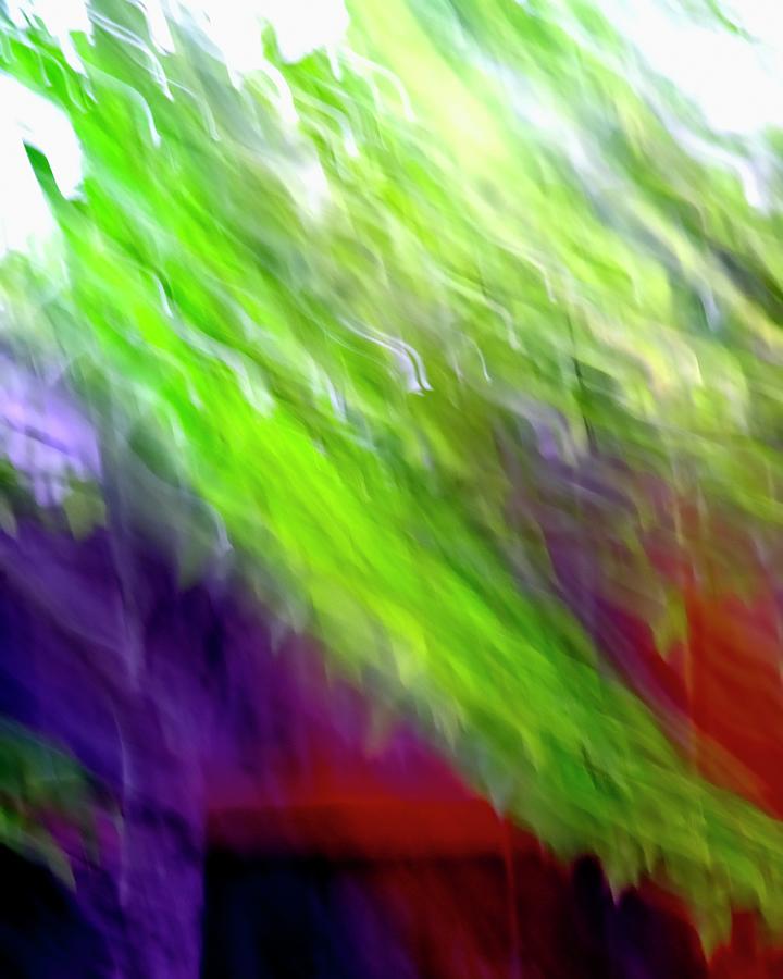 Maple and Fence ICM Photograph by Jerry Sodorff