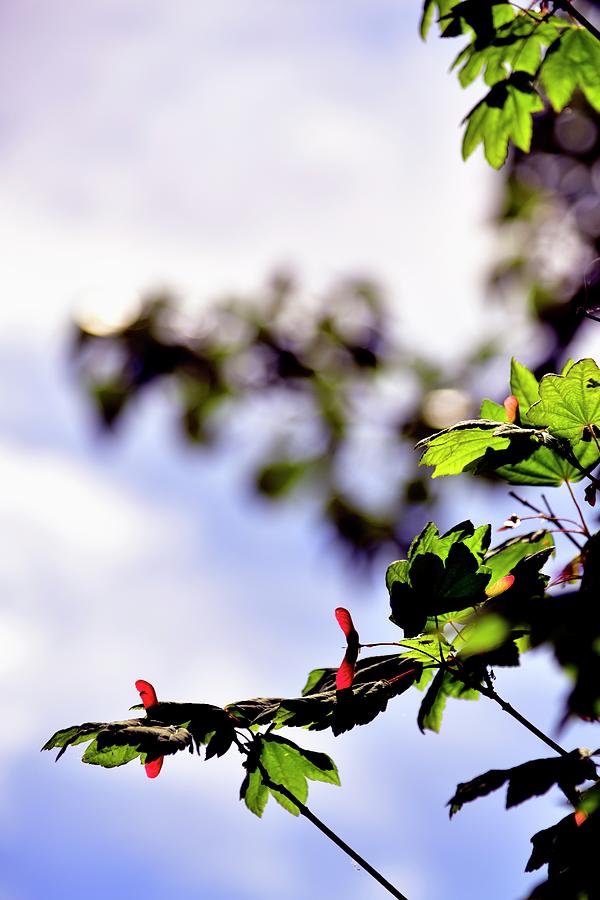 Maple And Red Seed Pods Photograph