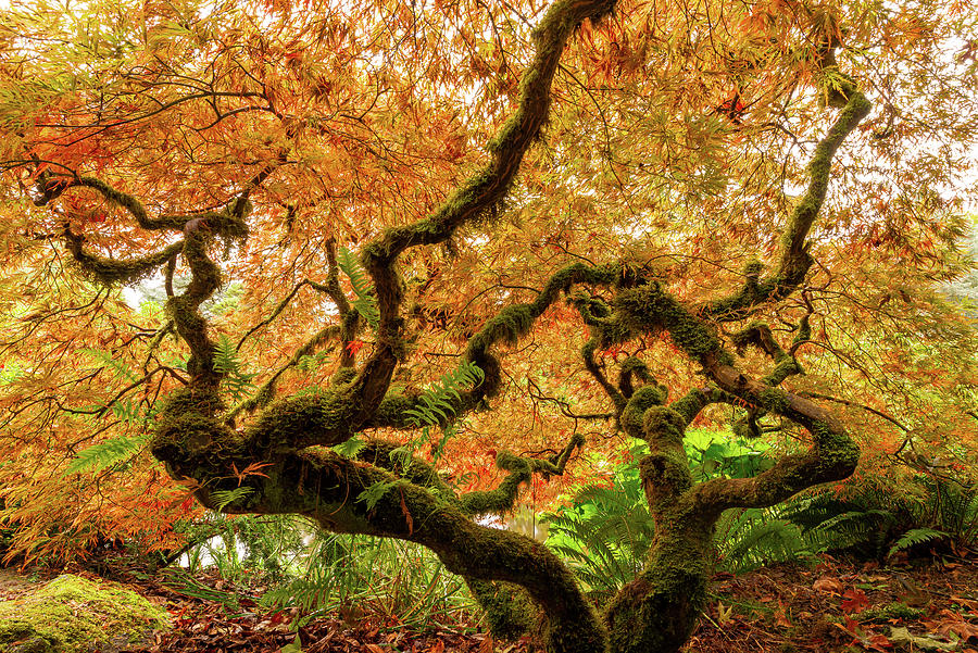 A Japanese Maple at Seattle Kubota Garden Digital Art by Michael Lee