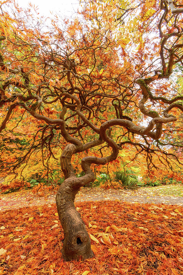 Maple at Woodland Park Digital Art by Michael Lee