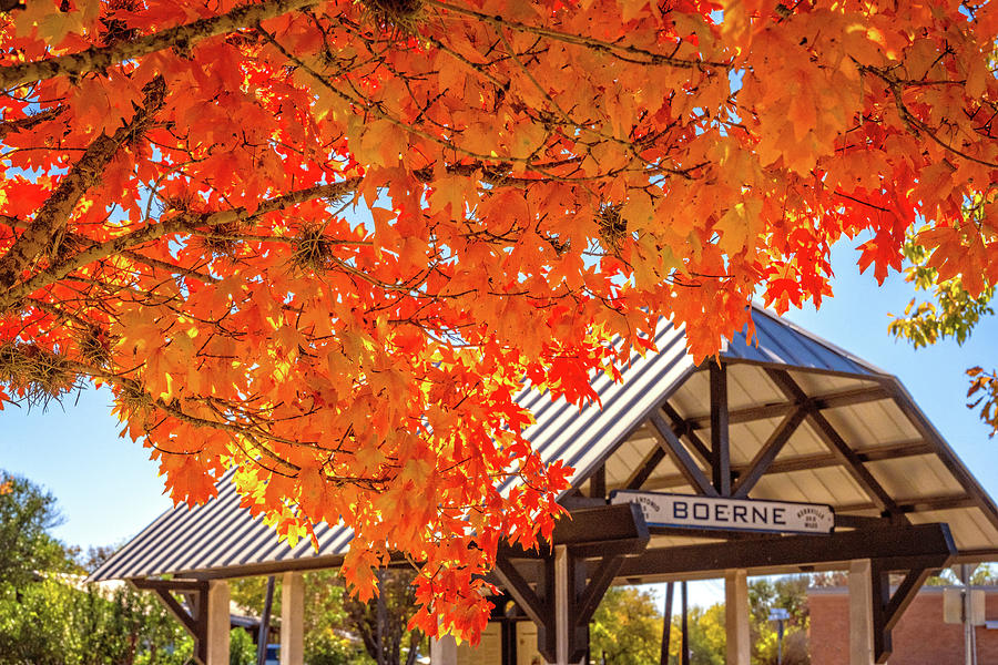 Maple Bliss in Boerne Photograph by Lynn Bauer