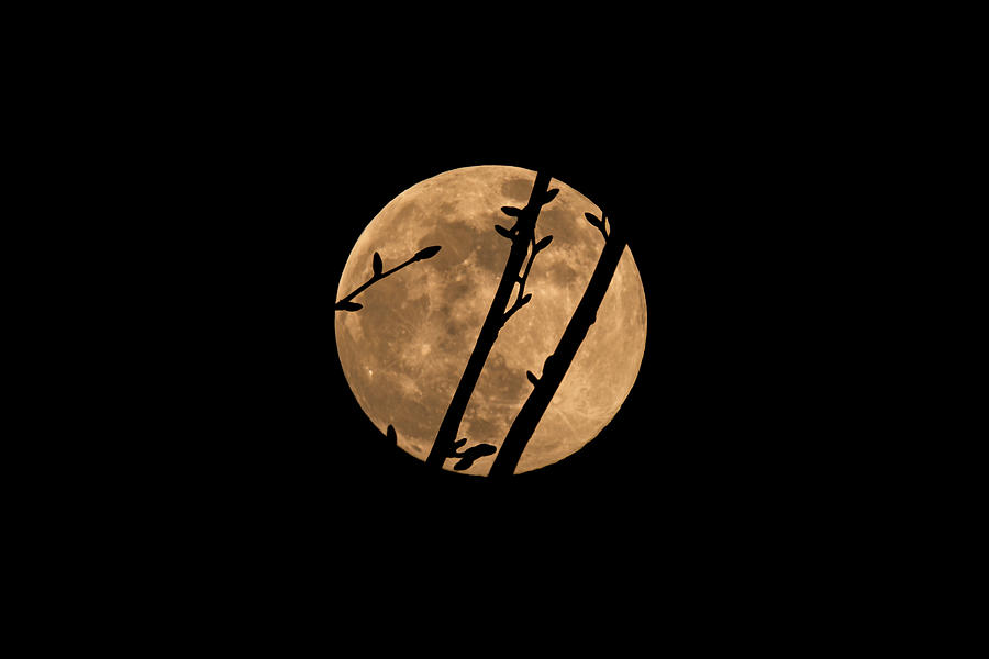 Maple Buds Silhouetted Against The Flower Moon Photograph by Irwin Seidman