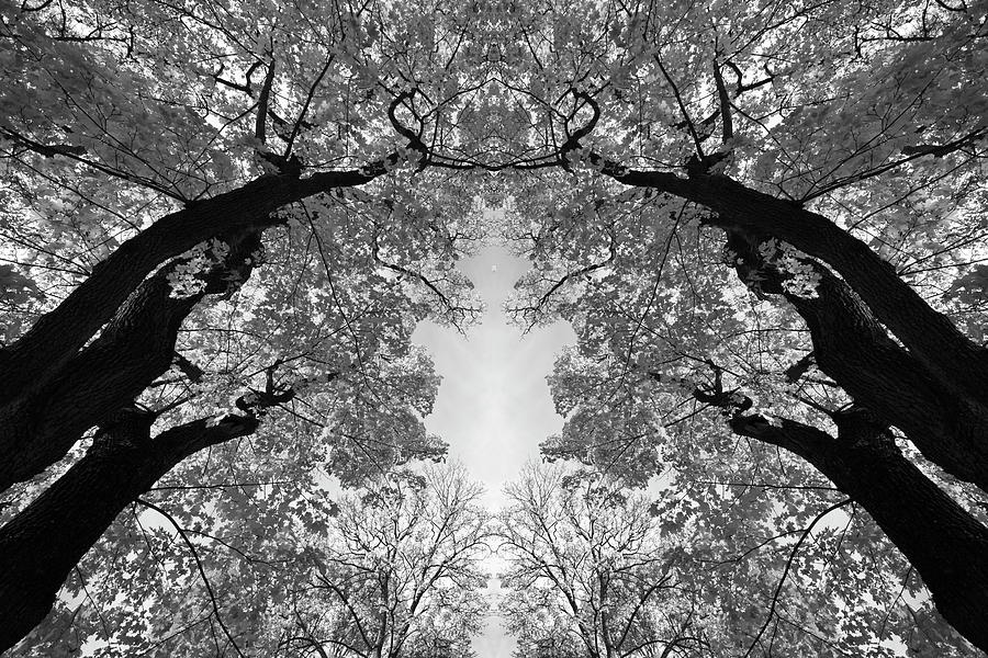 Maple canopy - mirrored monochrome Photograph by Ulrich Kunst And Bettina Scheidulin