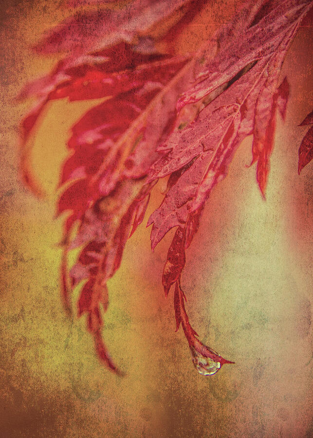 Maple Drop Photograph by Dodie Ross Maple Drop Photograph by Dodie Ross