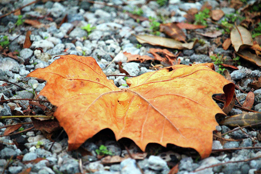 Maple Fall Leaf Photograph by Cynthia Guinn
