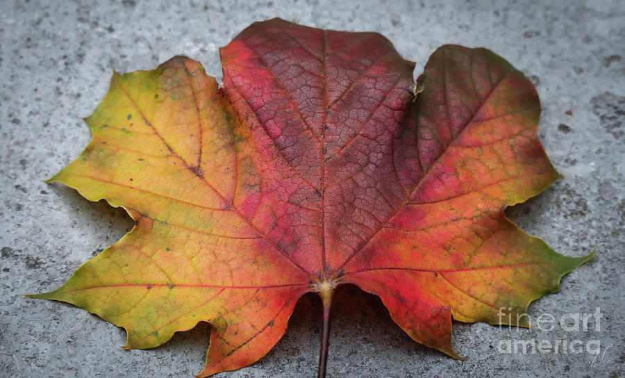 Maple Fanning Autumn Color Photograph by D Lee