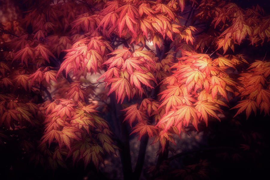 Maple Foliage Photograph by Philippe Sainte-Laudy