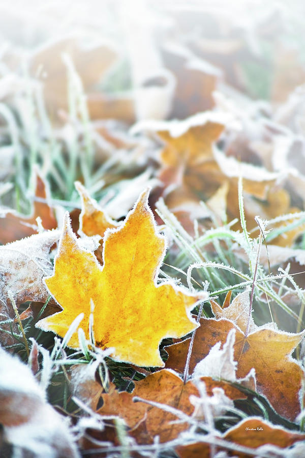 Maple Frost Leaf Art Photograph by Christina Rollo