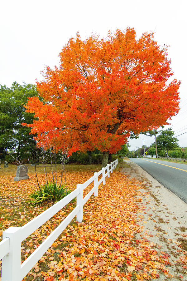 Maple in full color Photograph by Nautical Chartworks