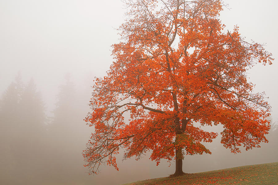 Maple in the Mist Photograph by Don Schwartz