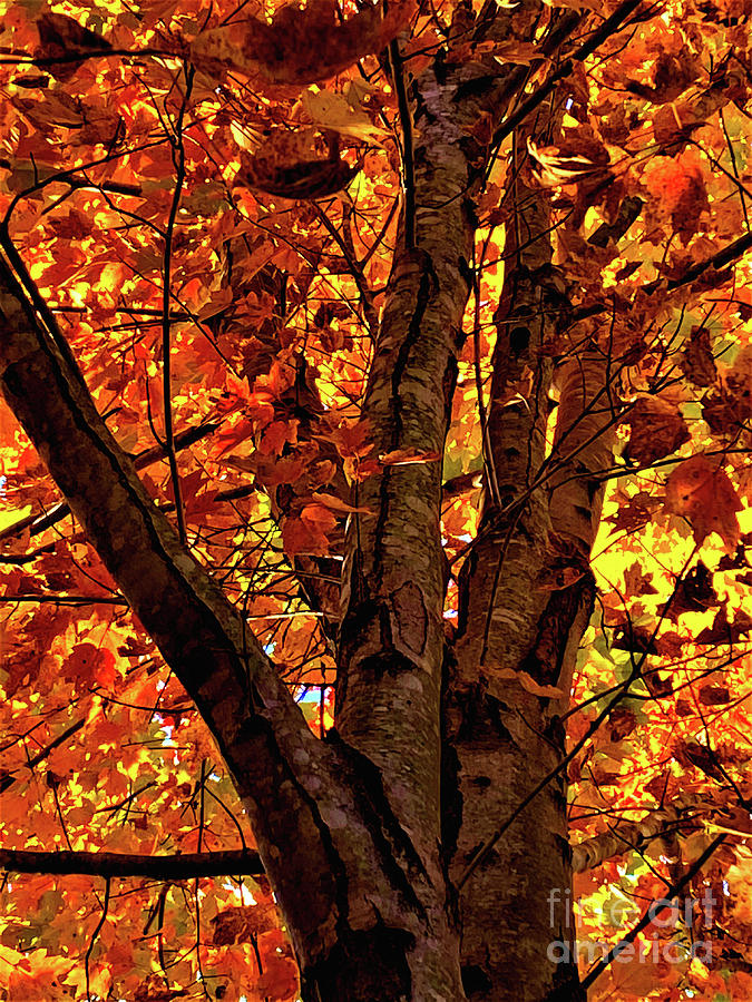 Fall Photograph - Maple Kaleidoscope by Shari Stamford Krause