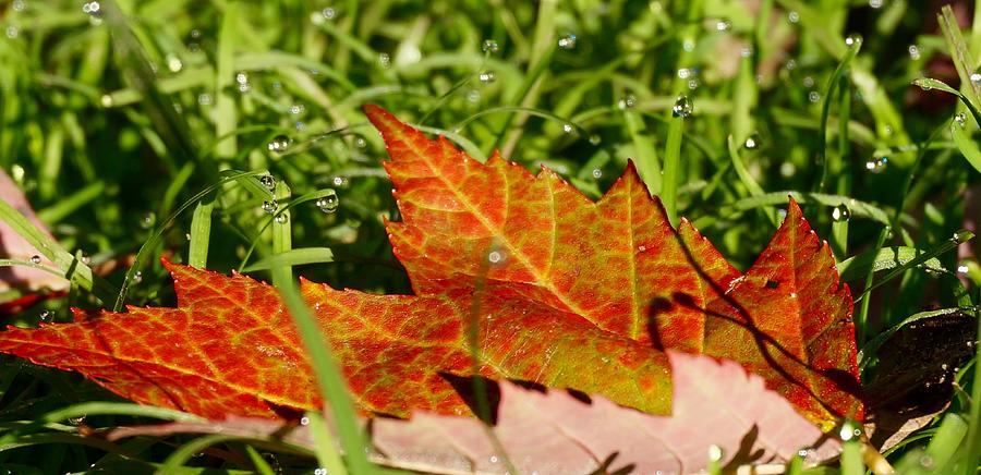 Maple Leaf  and Dew Drops Photograph by Michelle Mahnke