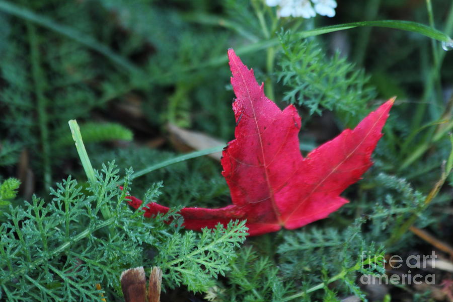 Maple Leaf Photograph by Ann E Robson