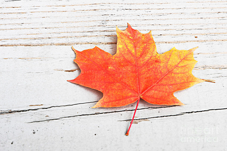 Maple Leaf Art Photograph