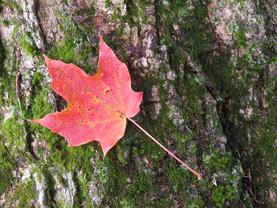 Maple Leaf Photograph by Branwen Drew