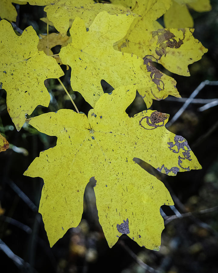 Maple Leaf Photograph by Brett Harvey