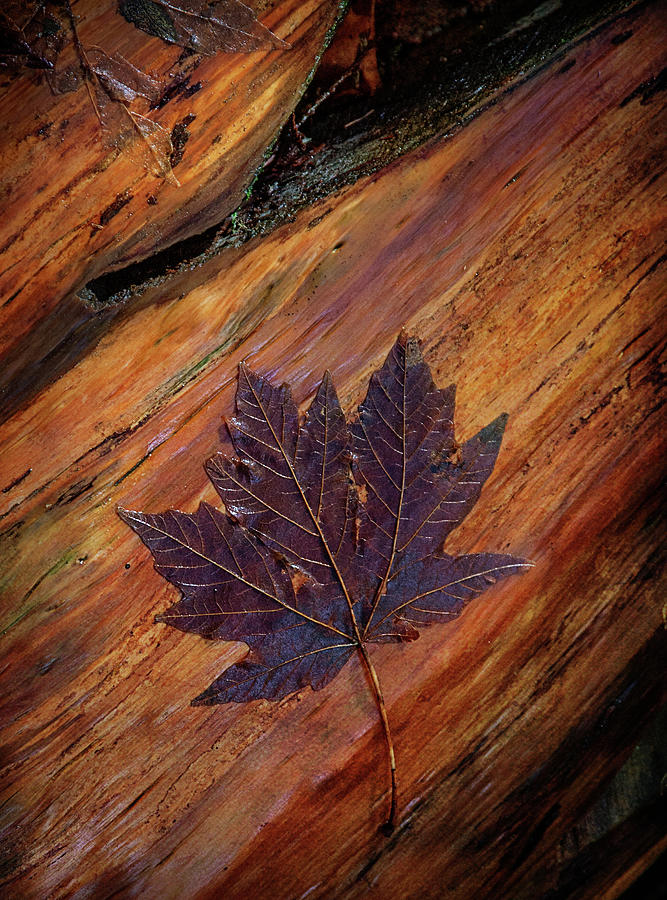 Maple Leaf Photograph by Carmen Kern
