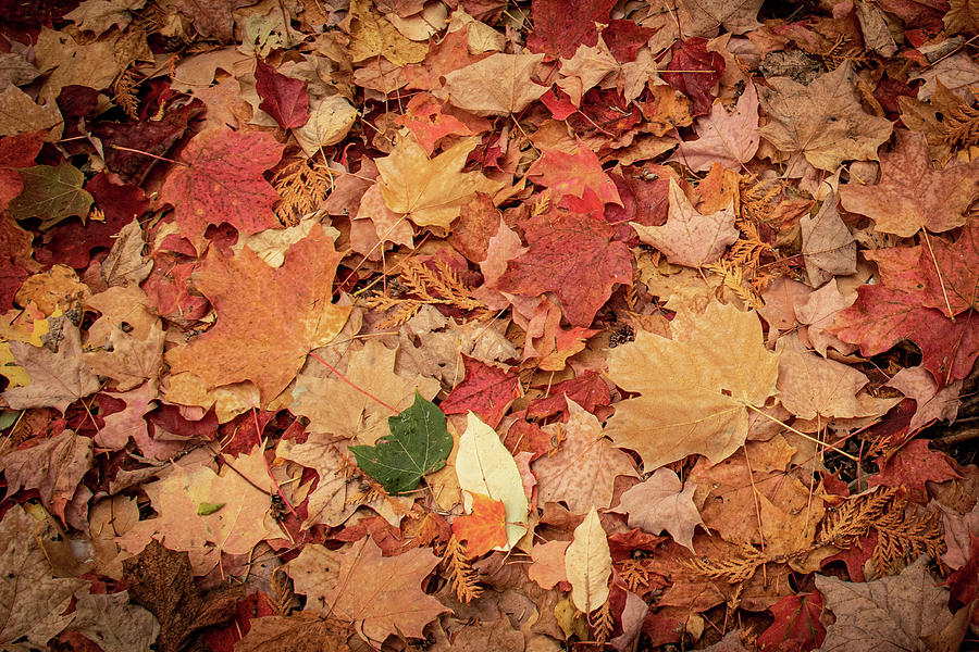 Maple Leaf Carpet Photograph by Makiko Ishihara