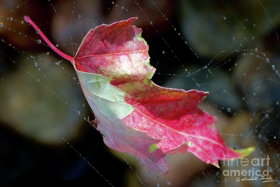 Maple Leaf  Photograph by Elisabeth Derichs