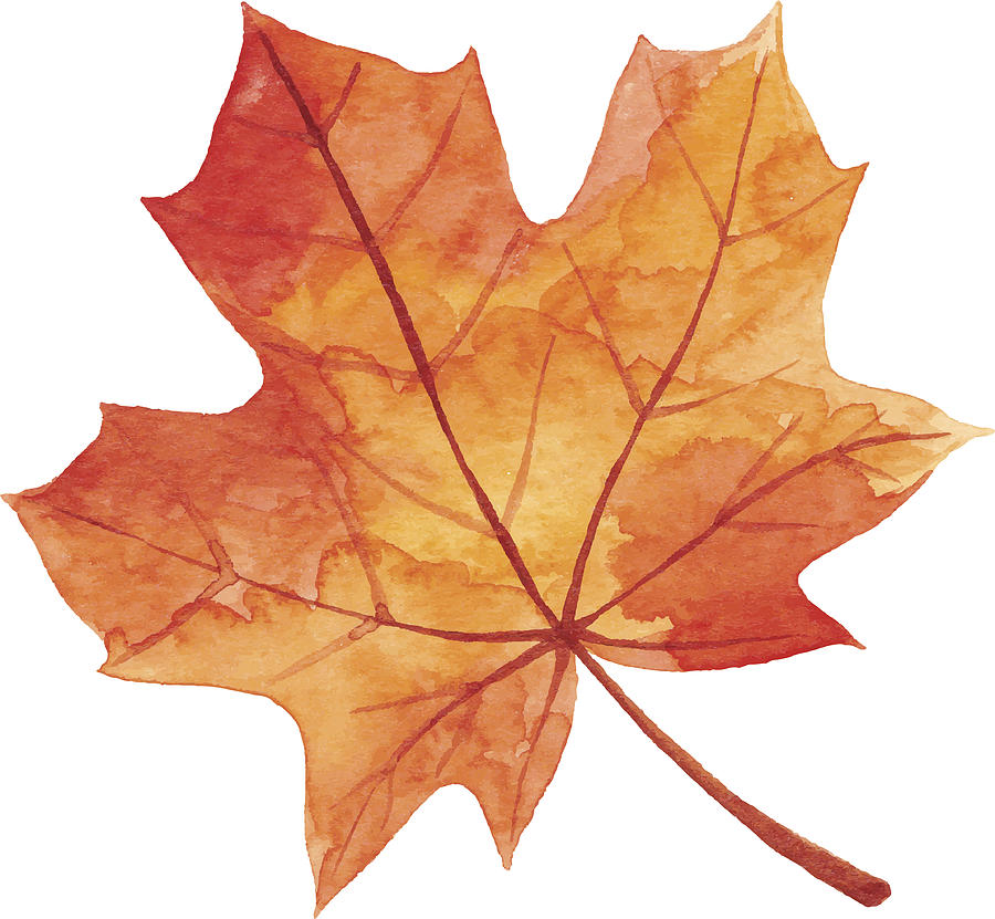 Maple Leaf in Autumn - Watercolor Drawing by Saemilee