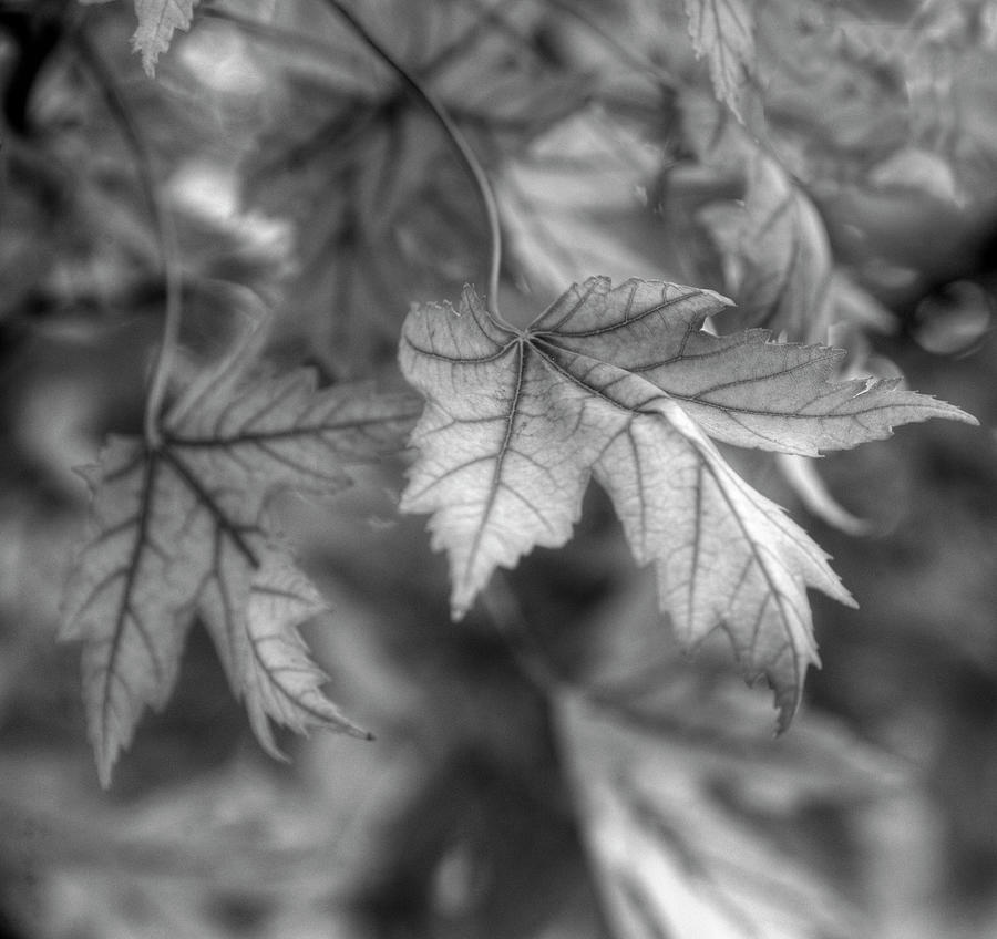 Maple Leaf in Black and White Photograph by James C Richardson