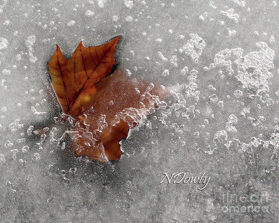 Maple Leaf in Ice Photograph by Natalie Dowty