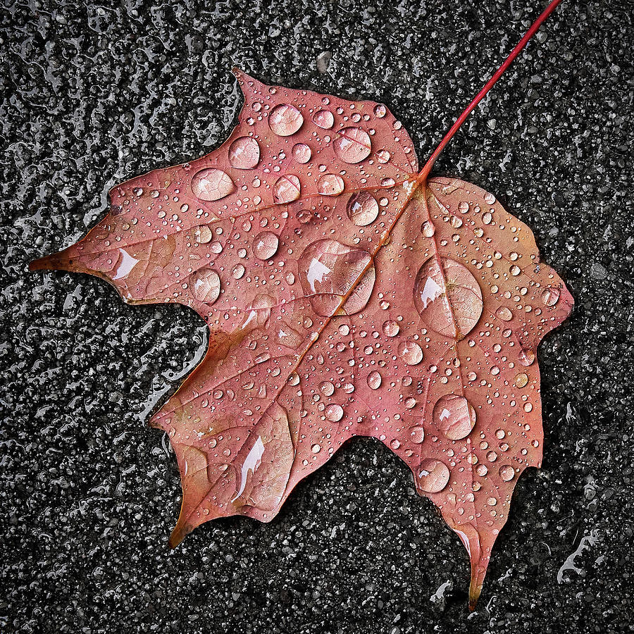 Maple leaf in the rain Photograph by Jim Hughes