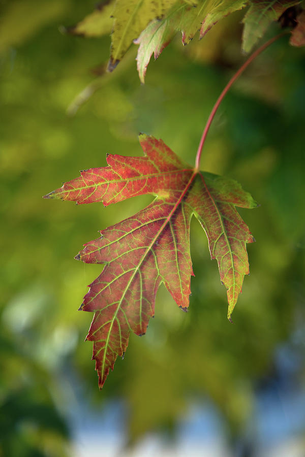 Maple Leaf Photograph by James BO Insogna