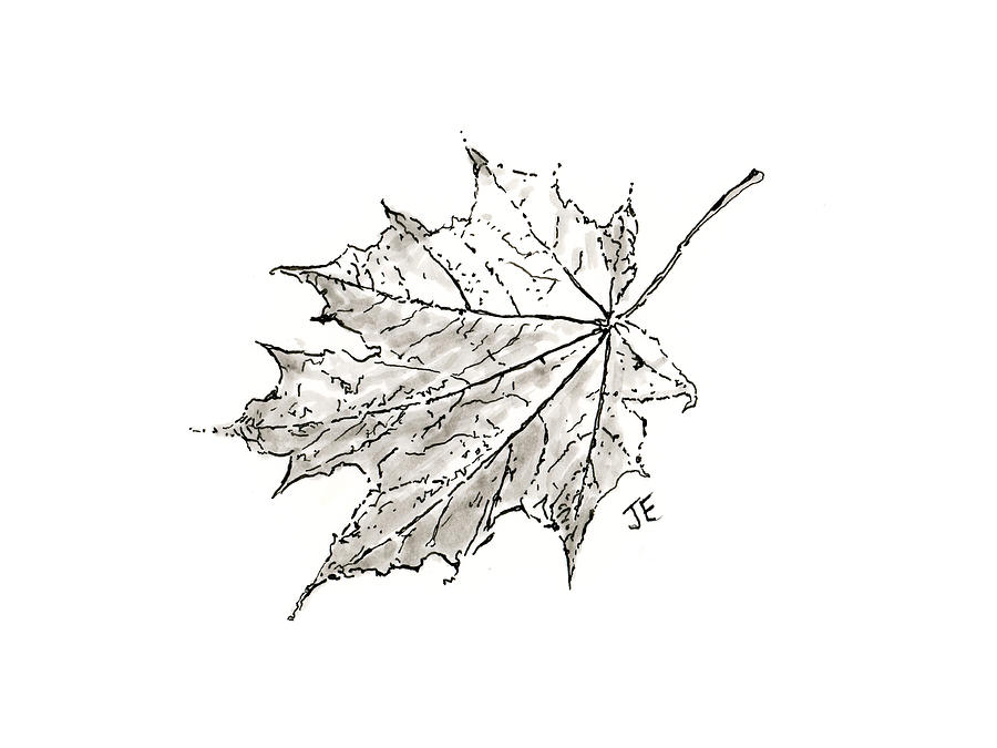 Maple leaf Drawing, s Of Maple Leaves, white, maple, leaf png | PNGWing