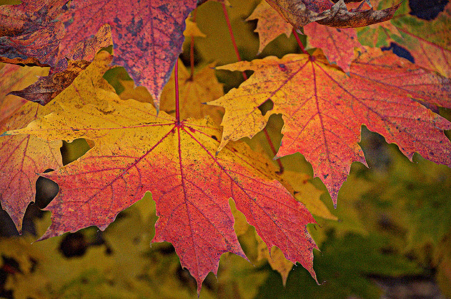 Fall Photograph - Maple Leaf Macro. by Bill Lee