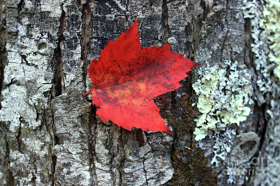 Nature Photograph - Maple Leaf  by Mark Ashkenazi